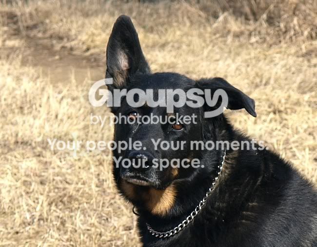 MaxBrokenearheadcrop.jpg