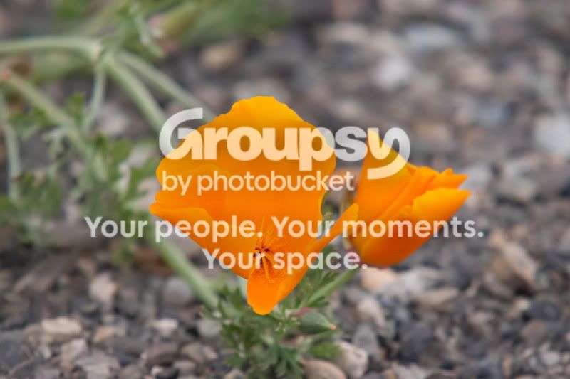 poppies.jpg