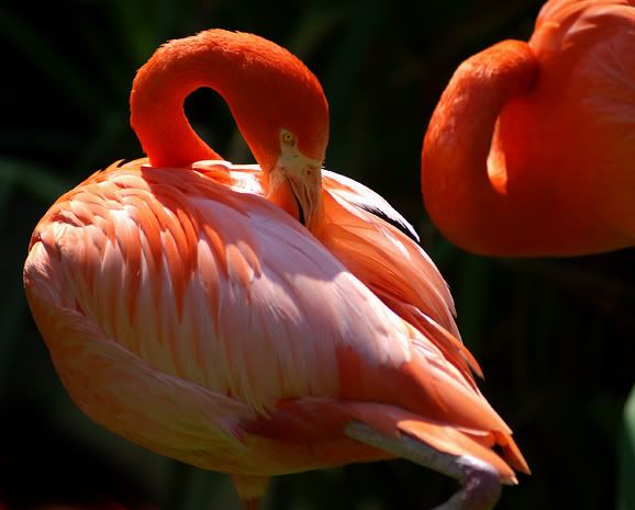 Flamingo1.jpg
