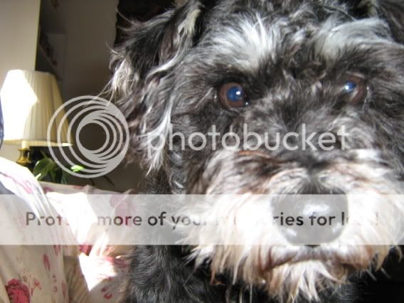 Dogs-056.jpg