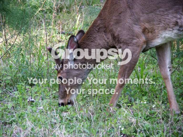 Deer1.jpg