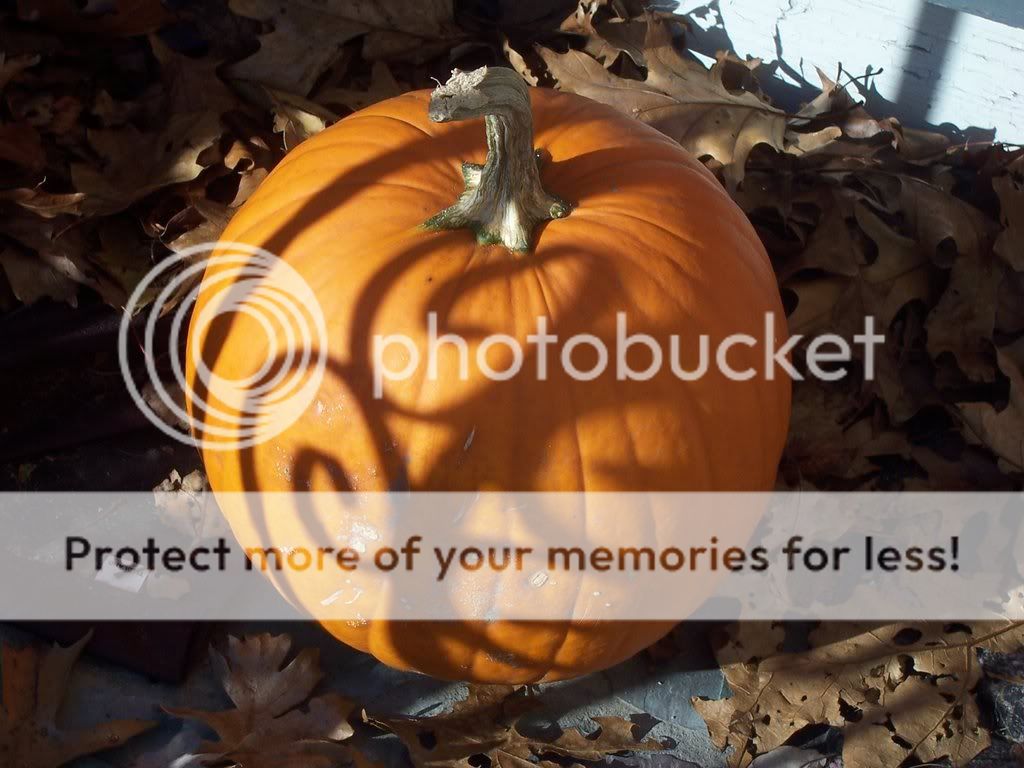 PUMPKIN.jpg