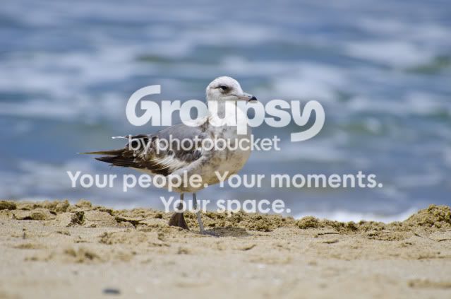 bird1.jpg