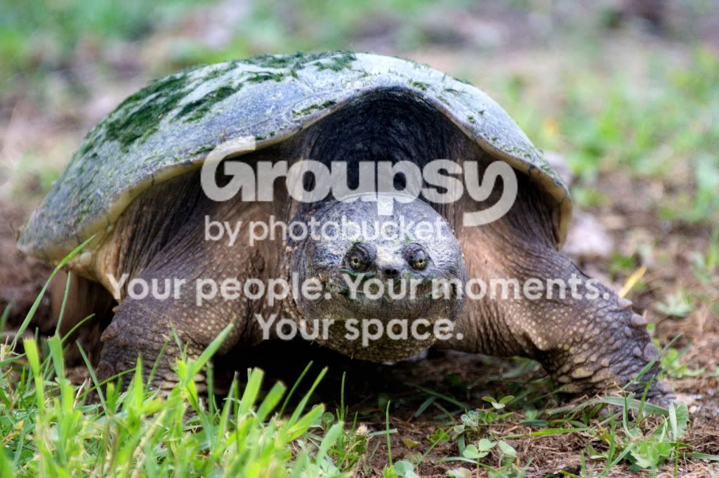 bigturtlec.jpg