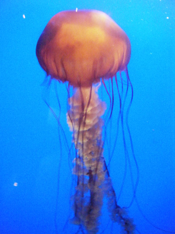 From_the_Deep_by_kaihlo.jpg