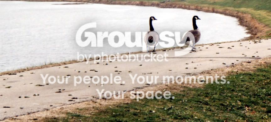 Ducks004.jpg