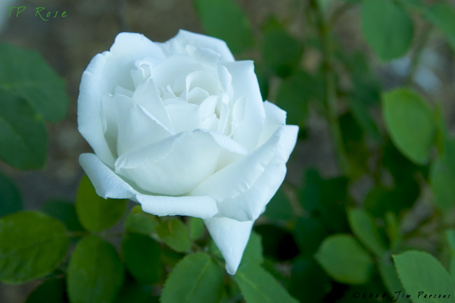 tp_rose.jpg