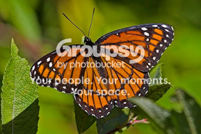 Butterfly.jpg