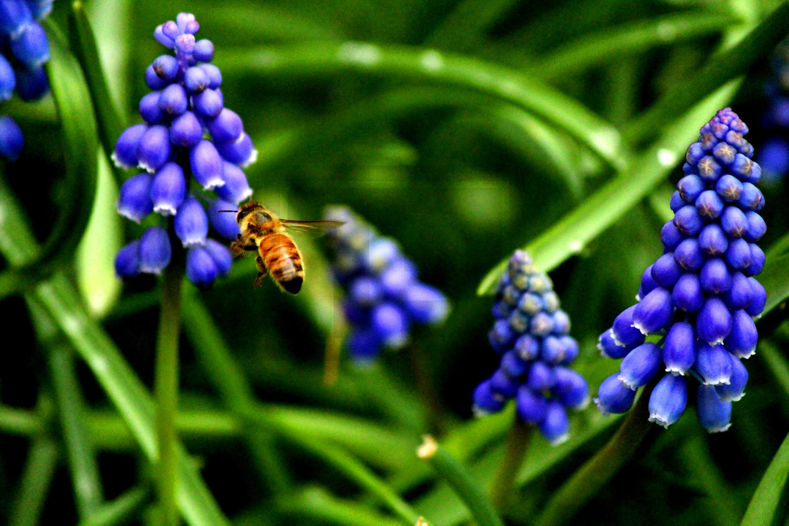 working_bee_by_tjs_photographs-d9xkdvn.jpg
