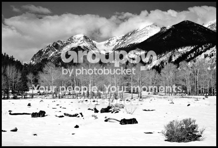 blacknwhitermnp2small.jpg