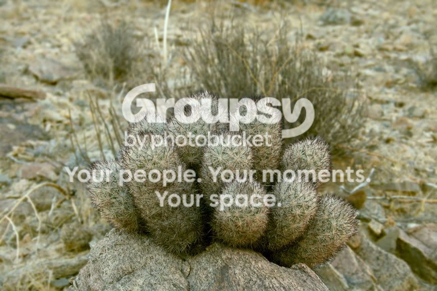 cacti.jpg