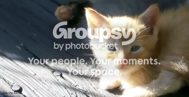 CatLight.jpg