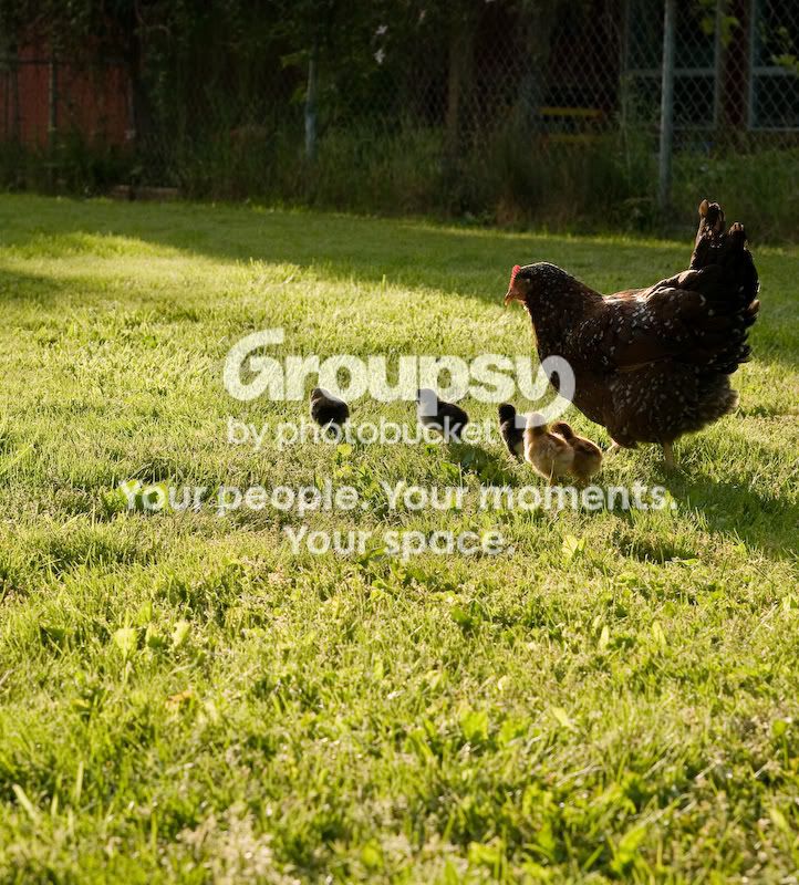 0806babychicks010.jpg