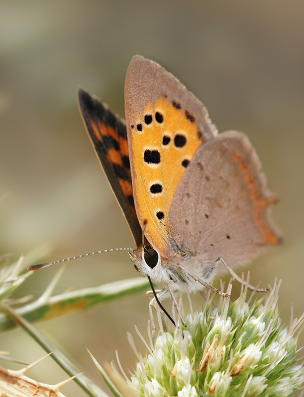 butterfly_31.jpg