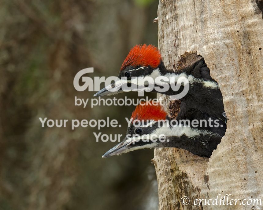 _ECD2224-copy860.jpg