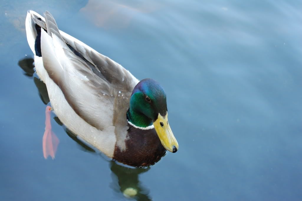 DSC_0117.jpg
