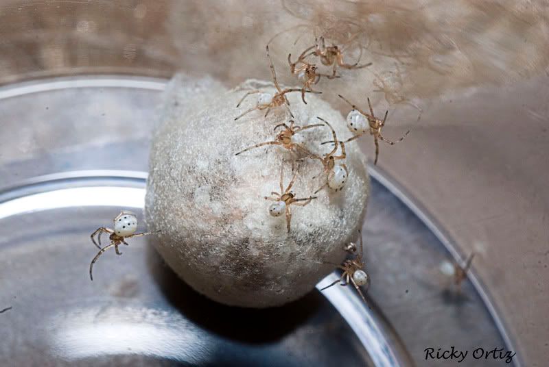 hatchlingblackwidows.jpg
