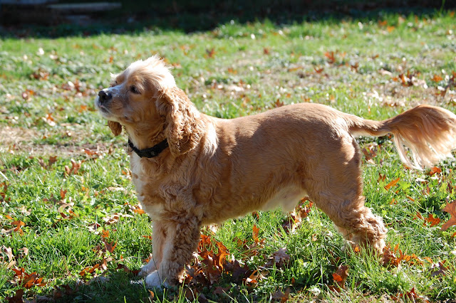 DSC_0079.jpg