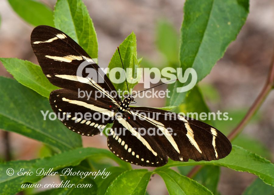 _ECD2563-copy900.jpg