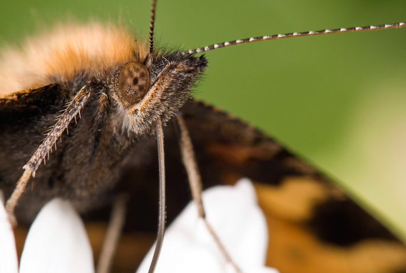 small_tortoiseshell_09.jpg