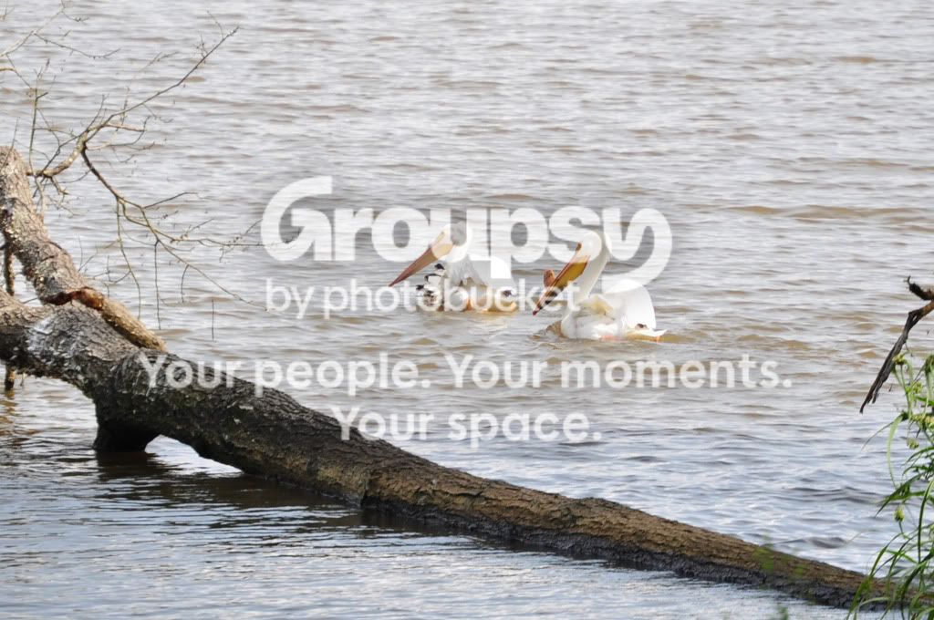 pellicans.jpg