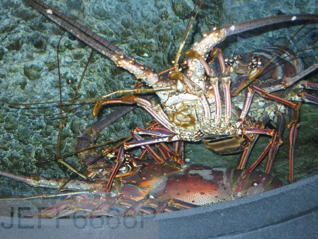 IMG_9172.jpg