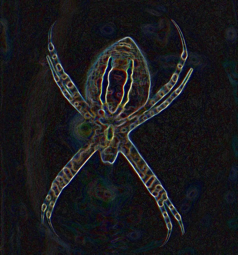 spider.jpg