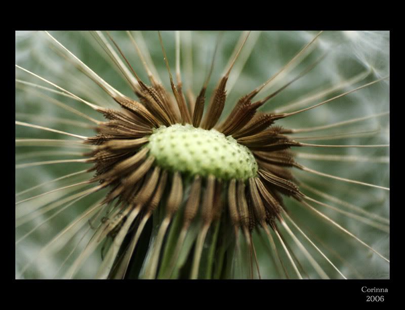 Lwenzahn-Macro_11.jpg