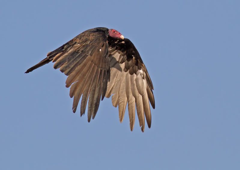 IMG_9603-Edit.jpg