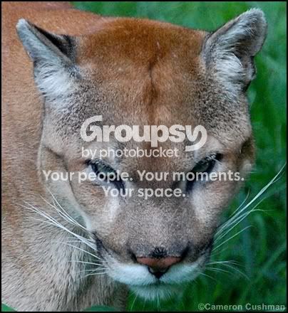 myspace145.jpg