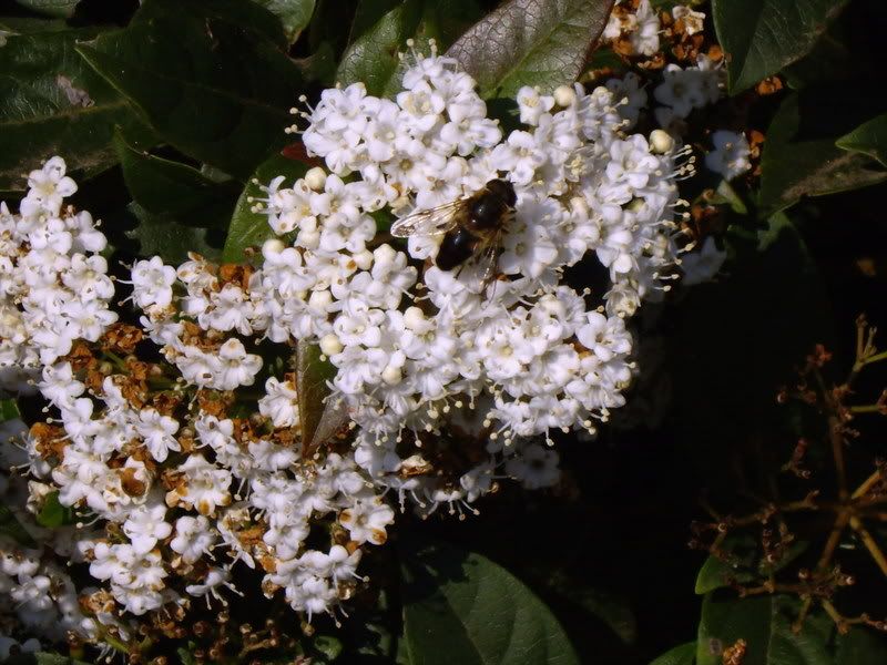 wasp.jpg