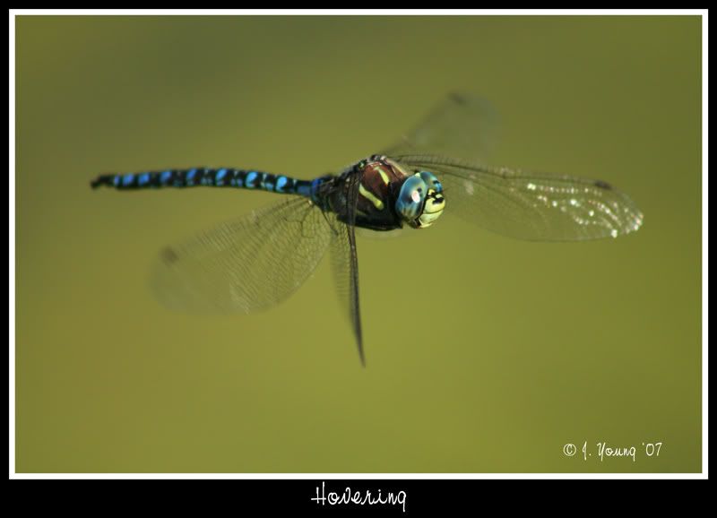 dragonfly-in-flight-072807.jpg