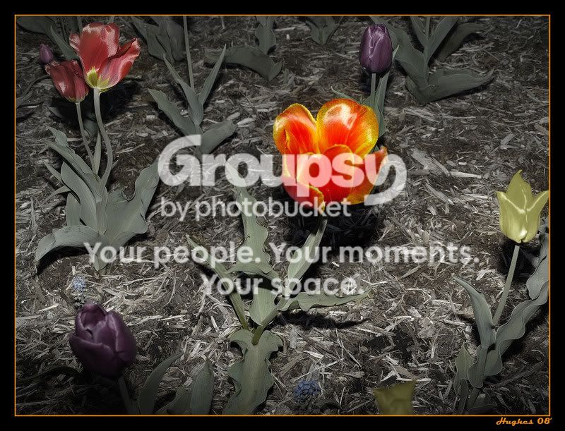 Flowers.jpg