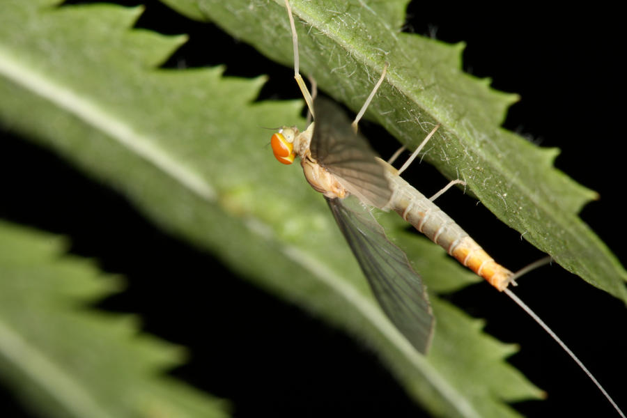 Mystery_Bug_by_mack1time.jpg