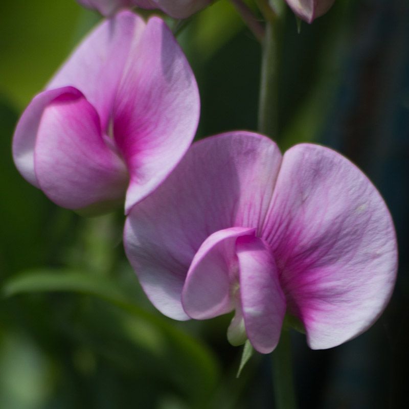 20120721-_MG_4200.jpg