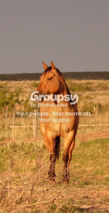 Horses-71508-003C.jpg