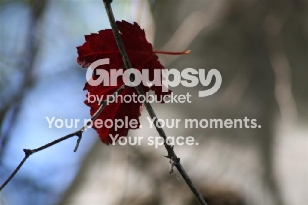 IMG_4487Large.jpg