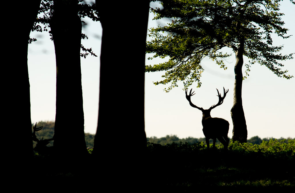 deer_23.jpg