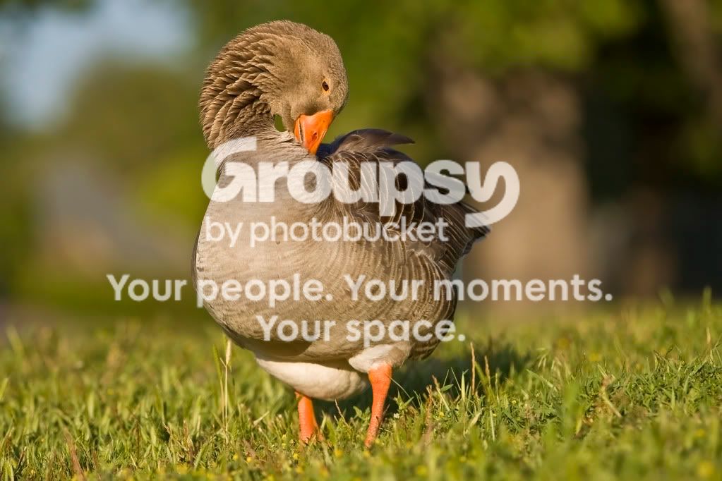 duck3j.jpg