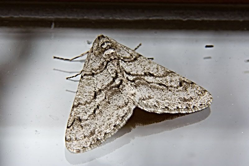Mothfull.jpg