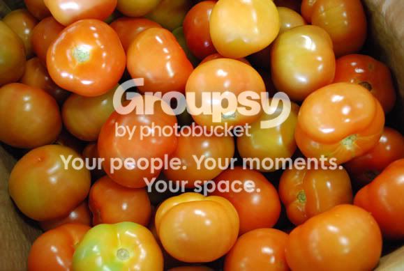 TOMATO1_0063.jpg