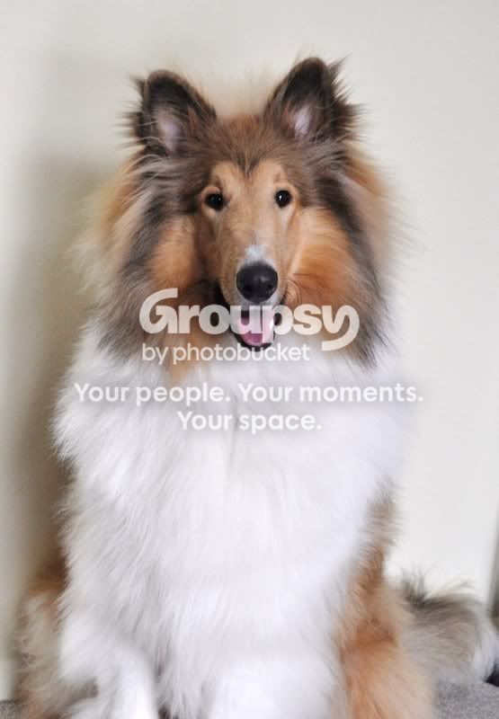 dobieandcollie026.jpg
