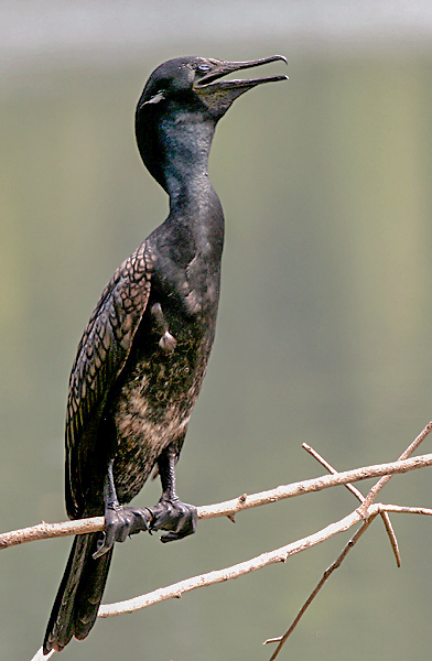 Indian_Cormorant_%28Br.%29_I_IMG_8092.jpg