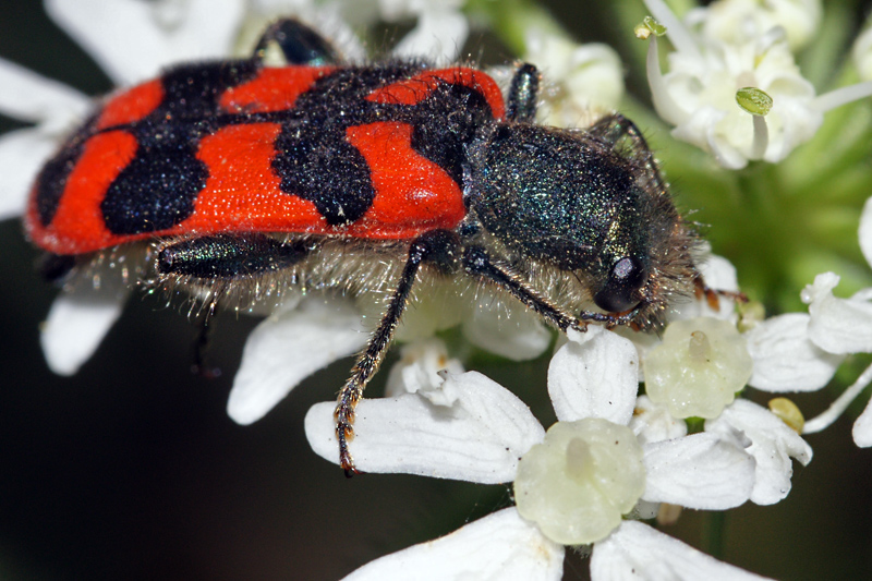 blackred_beetle_01.jpg