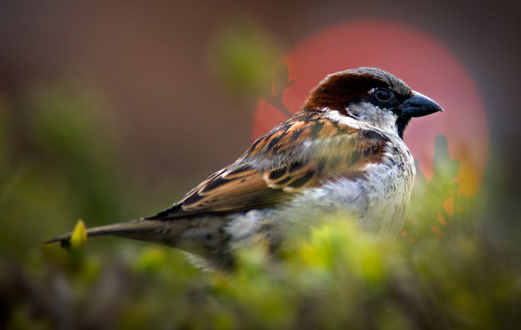 sparrow_11.jpg
