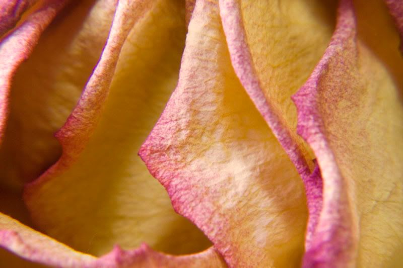 rose-1.jpg