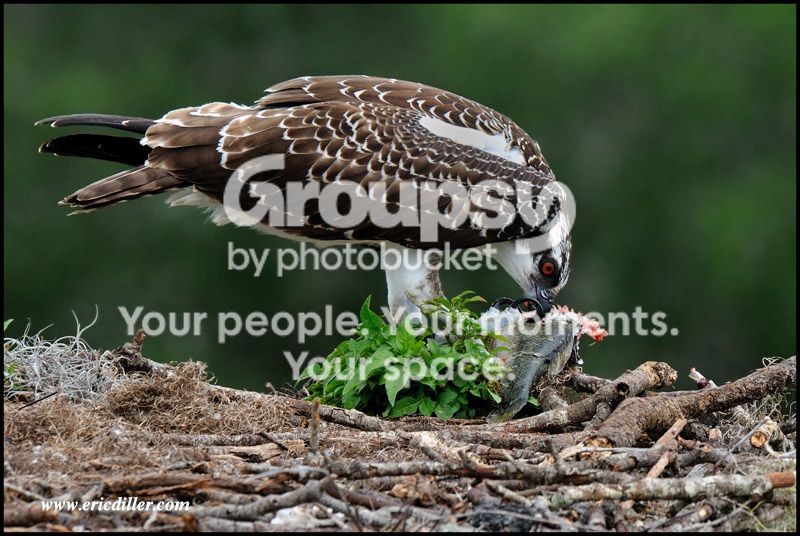 PIC_6998copy.jpg