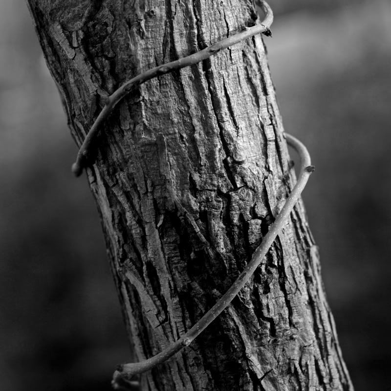 treeHugger2.jpg