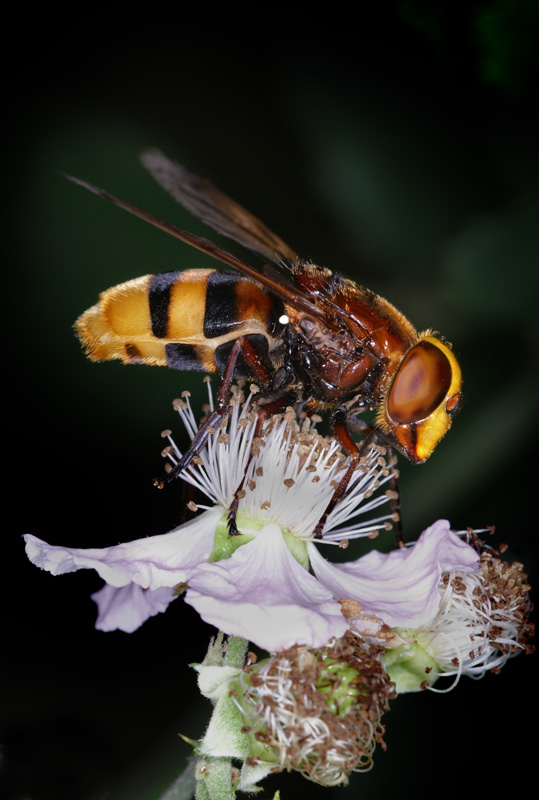volucella_inanis.jpg