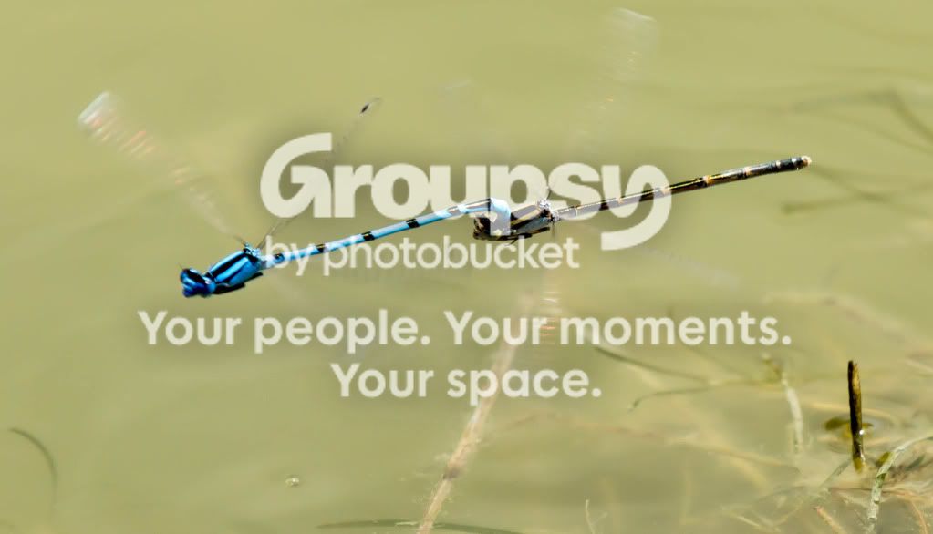 Dragonfly3.jpg